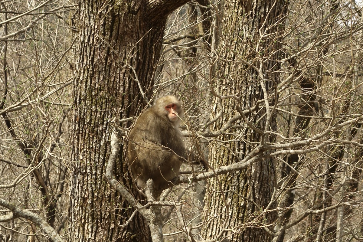 野生のサル